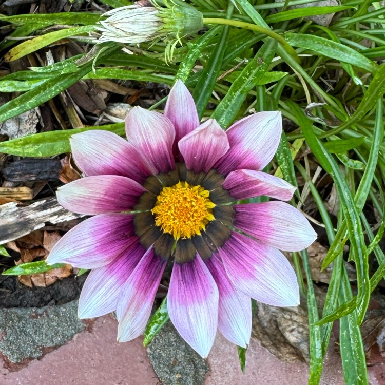 plant image 1725664 plant image 1725664