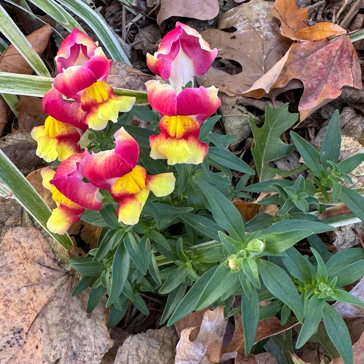 plant image 1727169 plant image 1727169