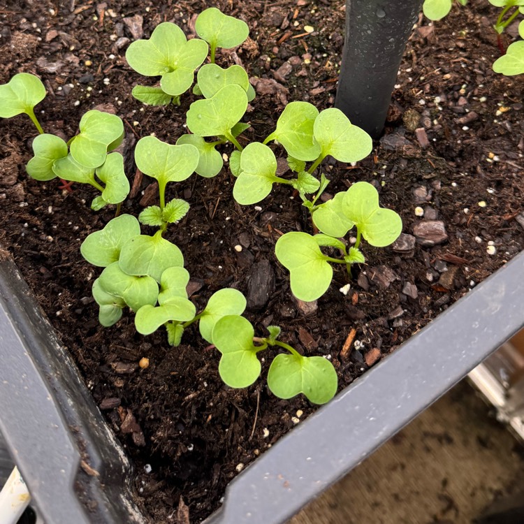 plant image 1728975