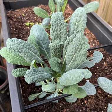 Kale