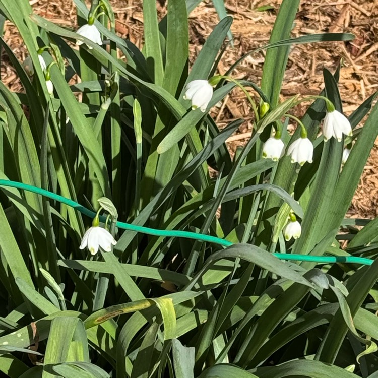 plant image 1731454