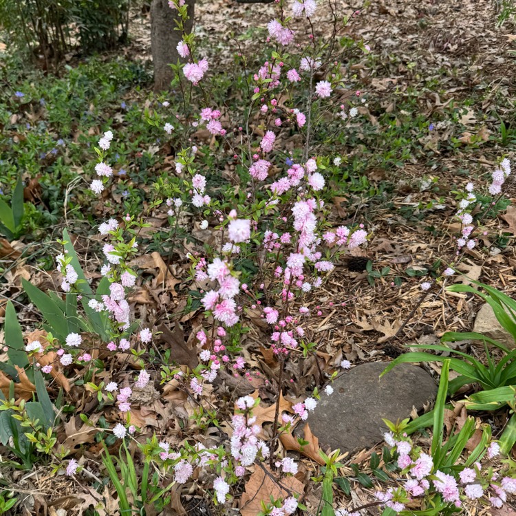 plant image 1731597