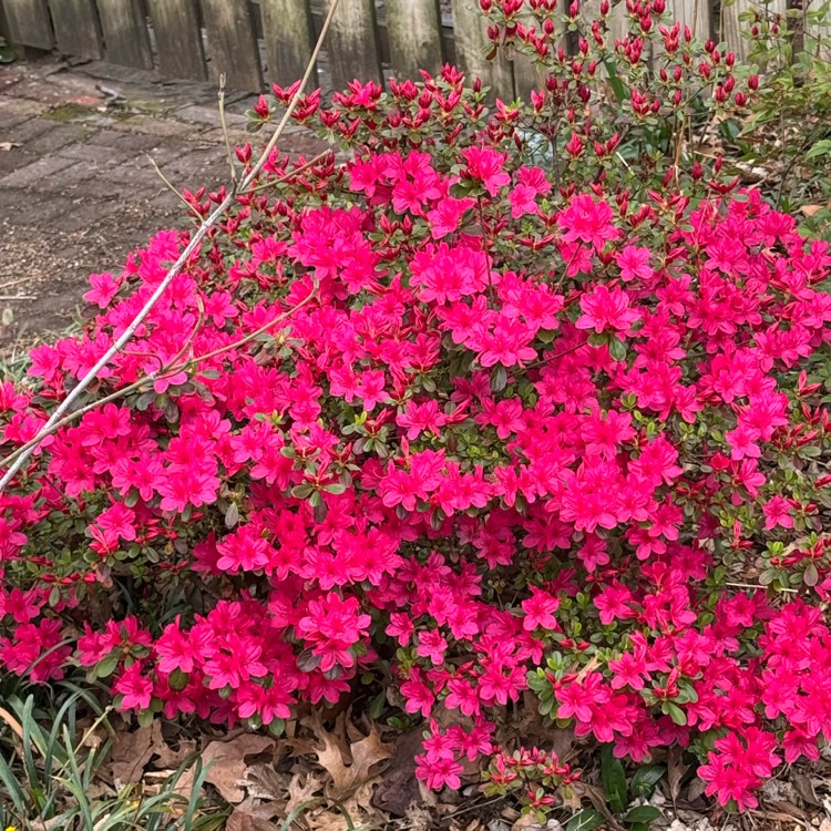 plant image 1731757