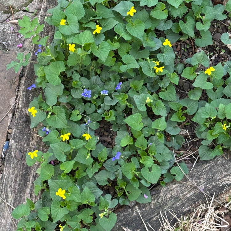plant image 1731843