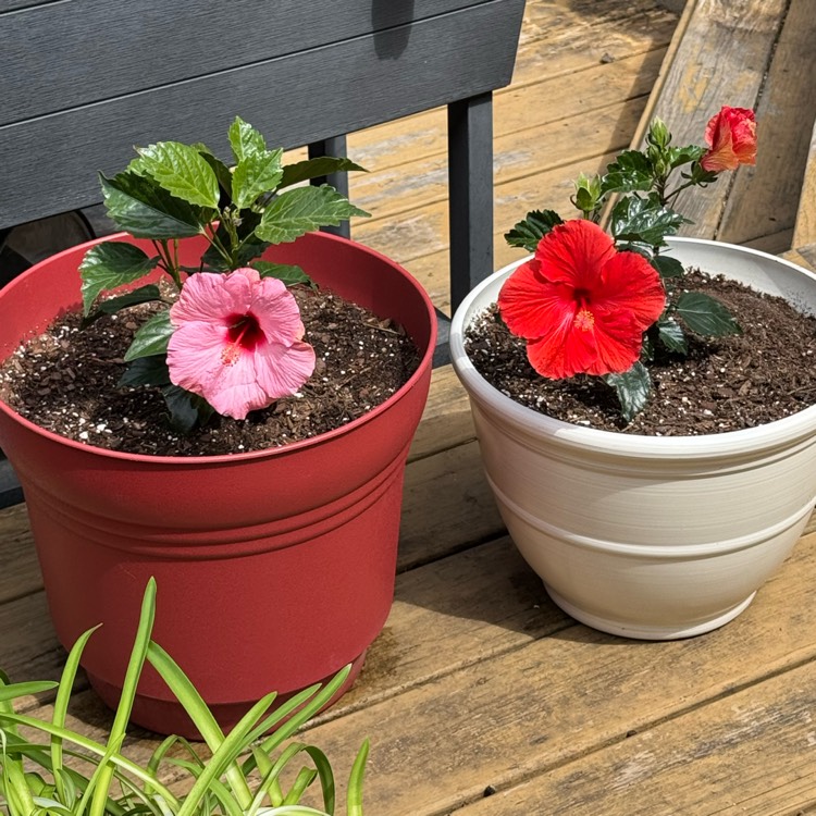 plant image 1731844