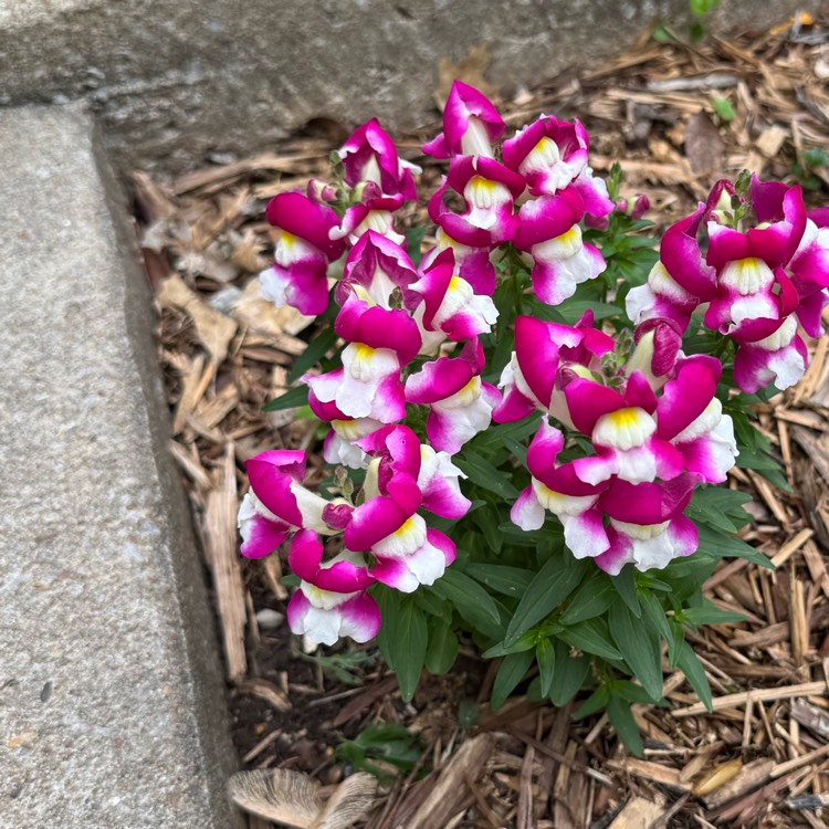 plant image 1733688 plant image 1733688