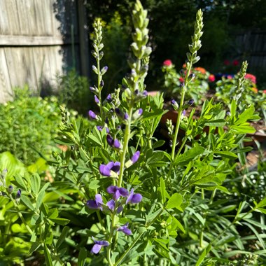 Blue False Indigo