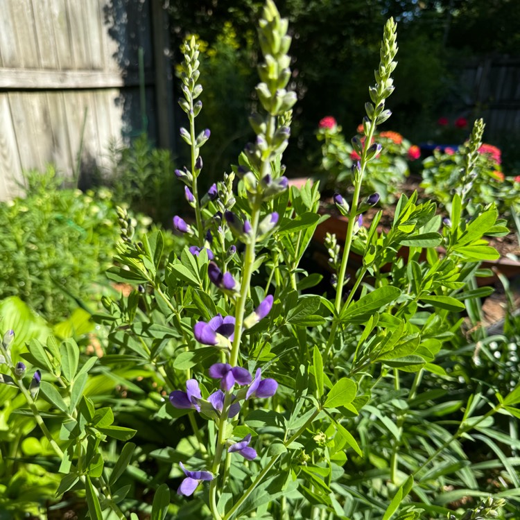 plant image 1734304