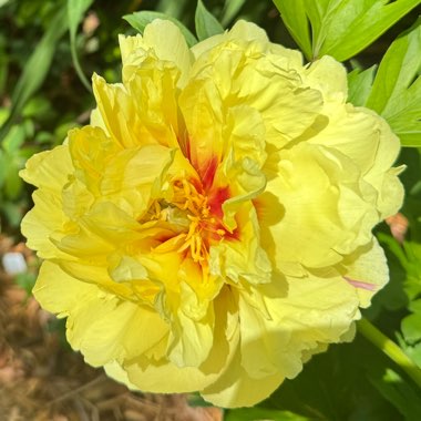Peony 'Bartzella' (Intersectional)