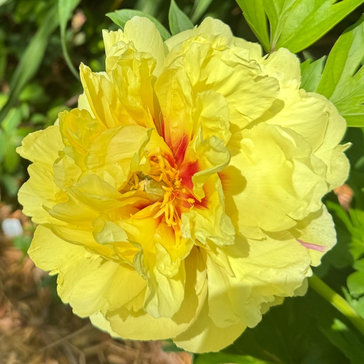 plant image 1734305