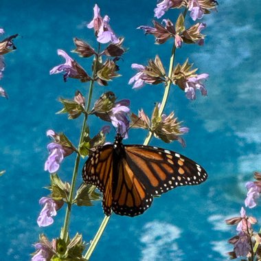Cherie's garden
