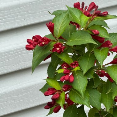 Weigela
