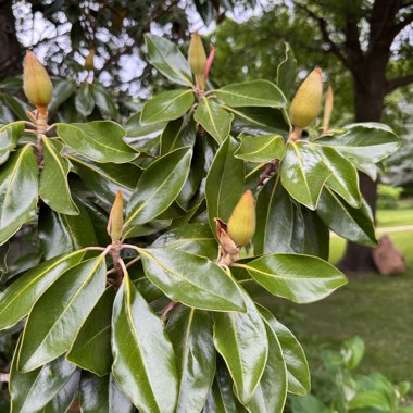 Magnolia Little Gem