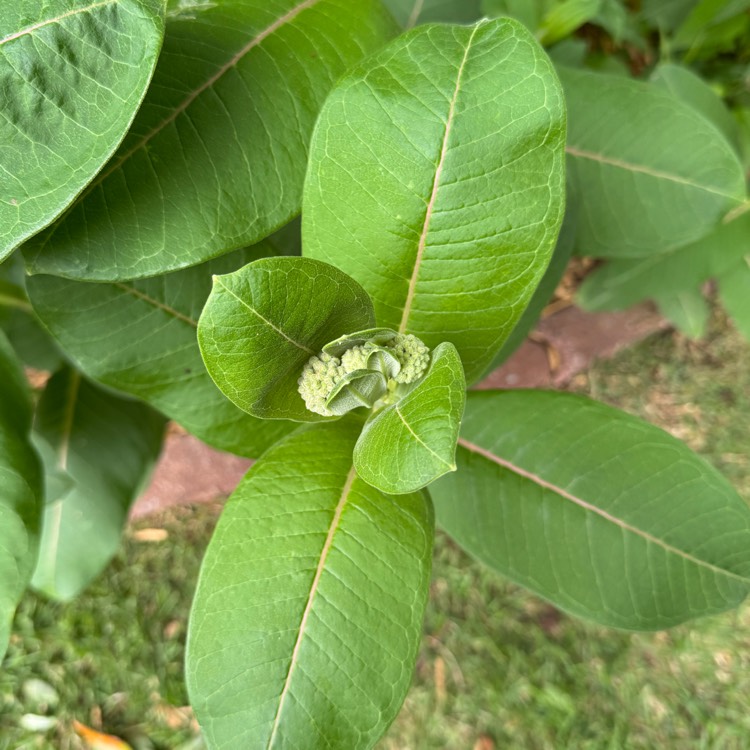 plant image 1734598 plant image 1734598