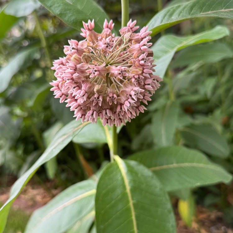 plant image 1735257 plant image 1735257