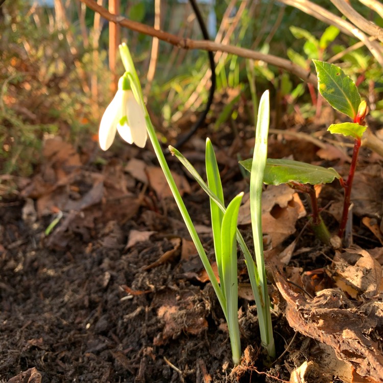 plant image 1221966