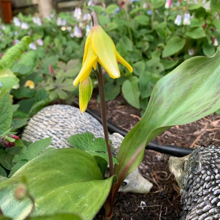 plant image 1465995