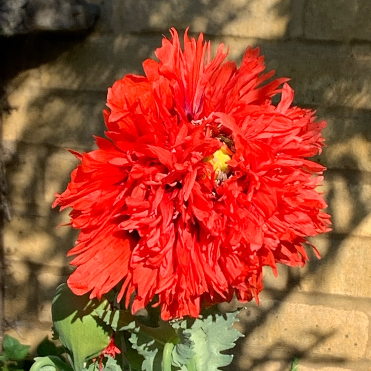 Plant image Papaver somniferum 'Double Lilac'
