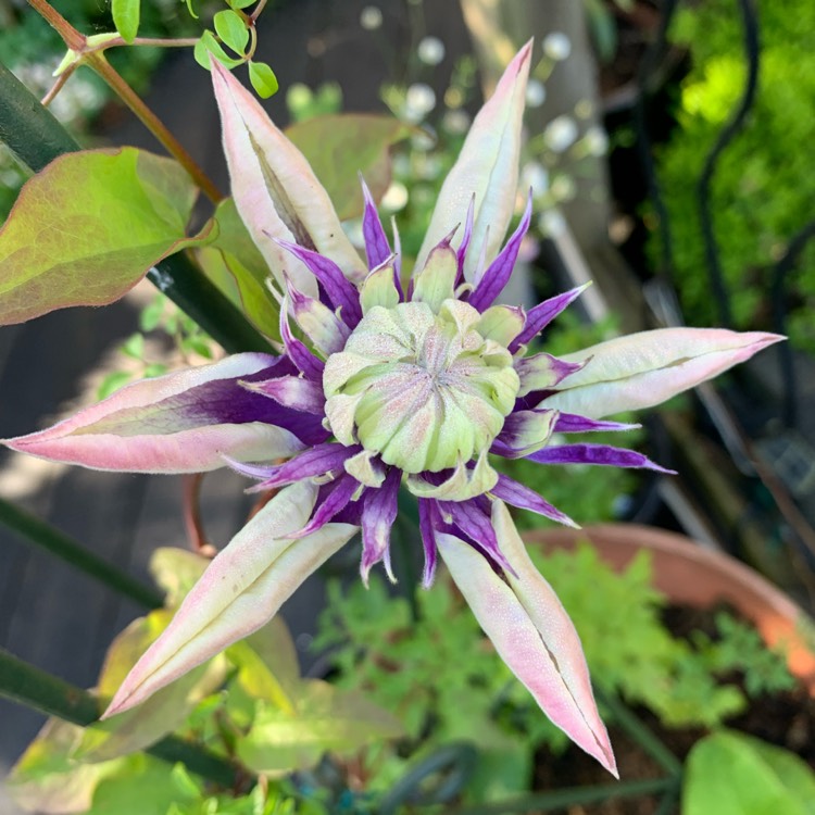 plant image 1494781