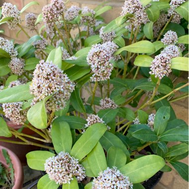 Japanese Skimmia