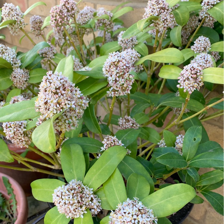 plant image 1572512
