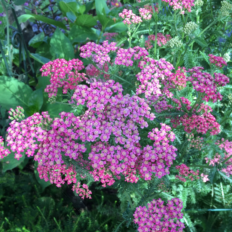 Plant image Achillea millefolium 'Summer Pastels' mix