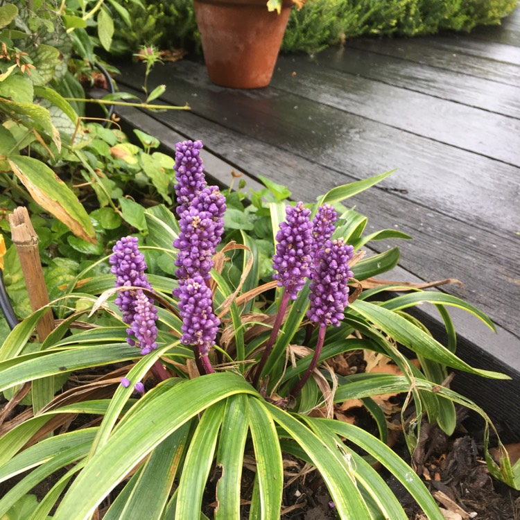 Plant image Liriope muscari 'Moneymaker'