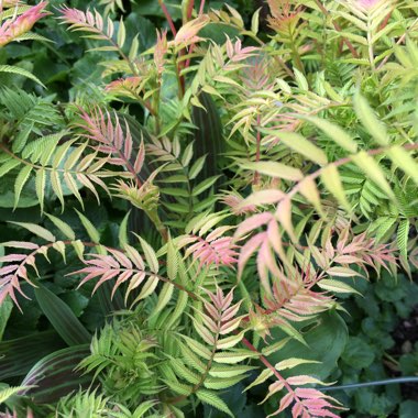 Sorbaria sorbifolia 'Sem'