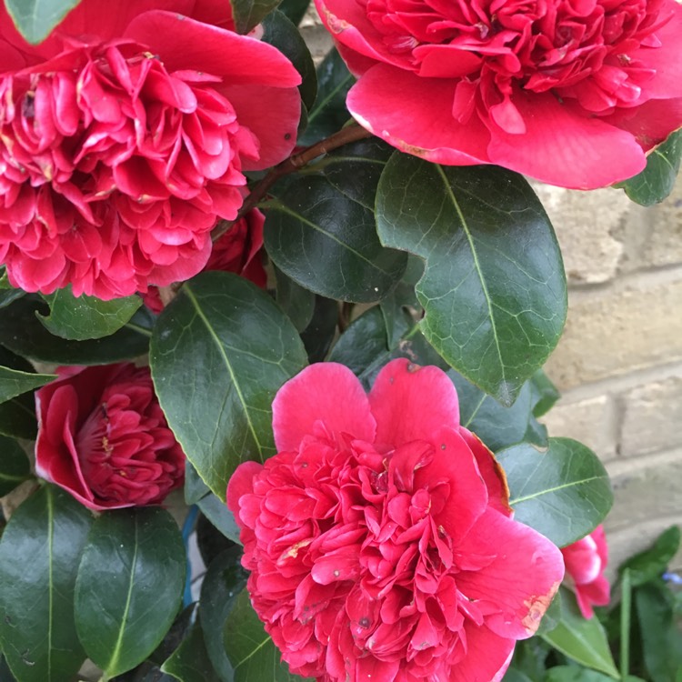 plant image 347503