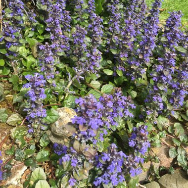 Ajuga reptans