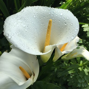 Zantedeschia 'White Giant'