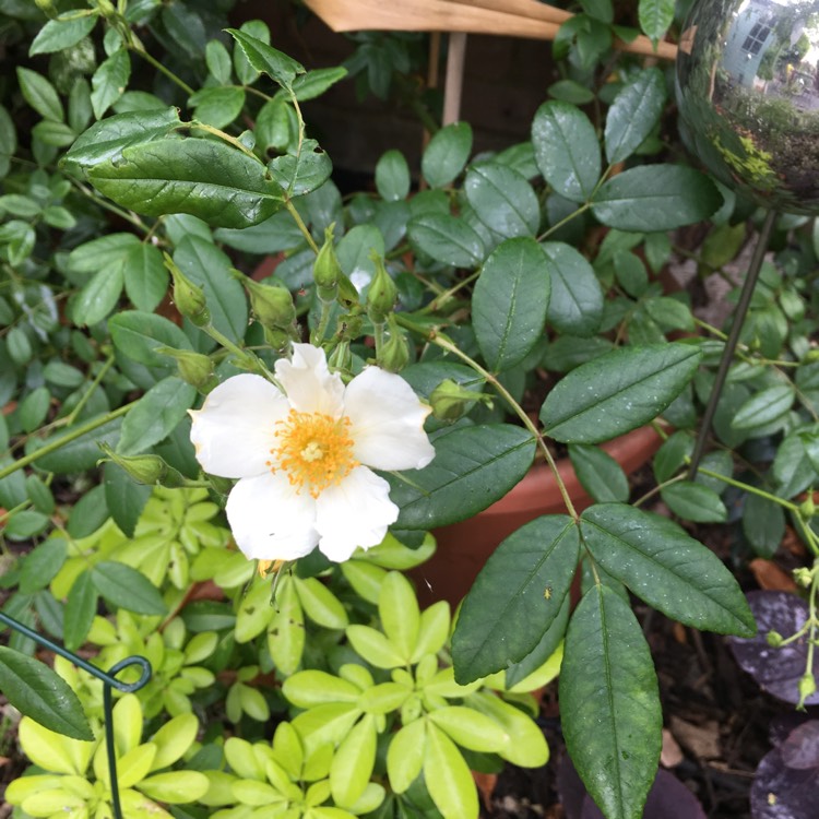 Plant image Rosa 'Wedding Day'