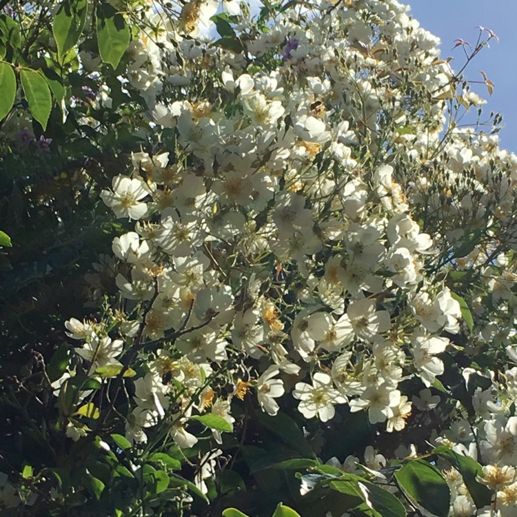 Plant image Rosa (Rambler)