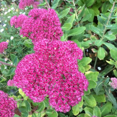 Hylotelephium Herbstfreude