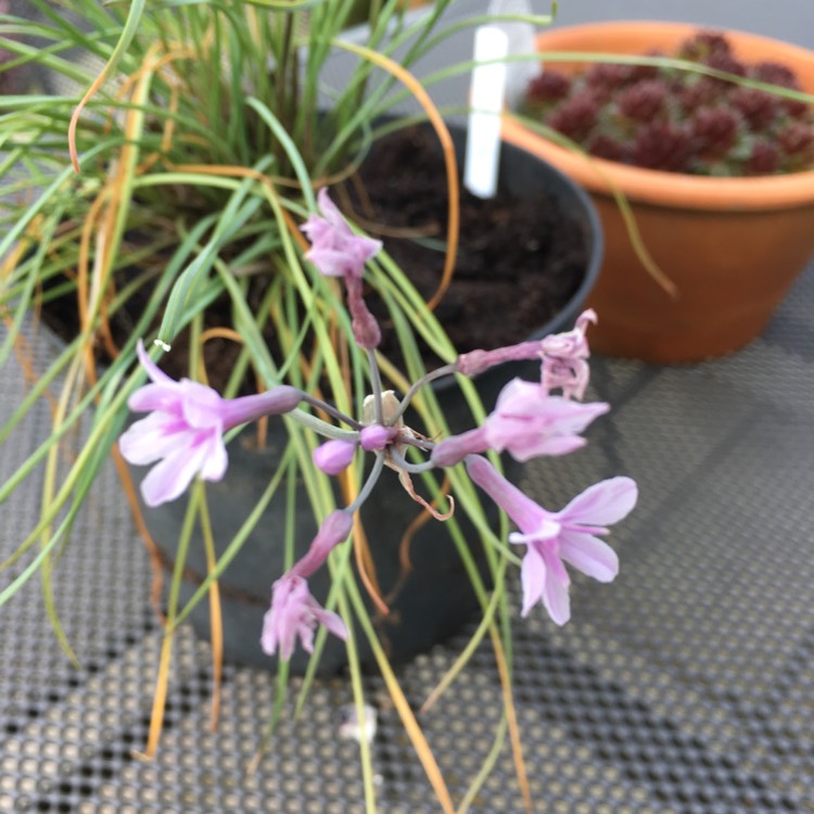 Plant image Tulbaghia cominsii