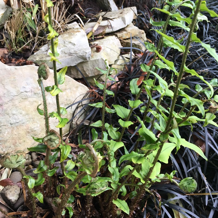 Plant image Asplenium trichomanes