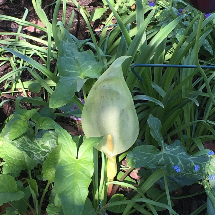 plant image 685720