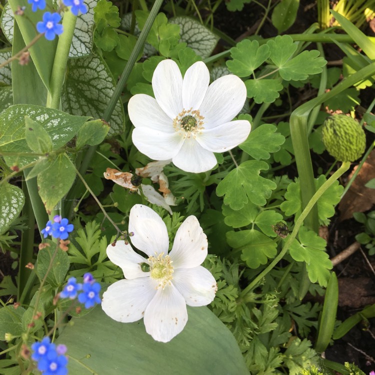 Plant image Anemone coronaria 'Harmony White'