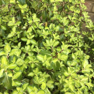 Pittosporum tenuifolium 'Gold Star'