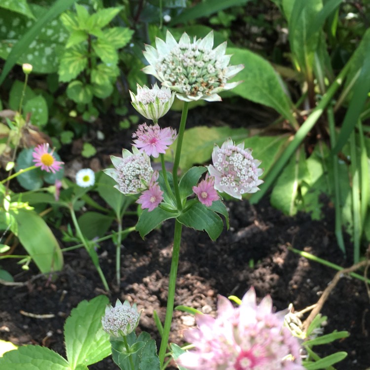 Plant image Astrantia major 'Pink Pride'