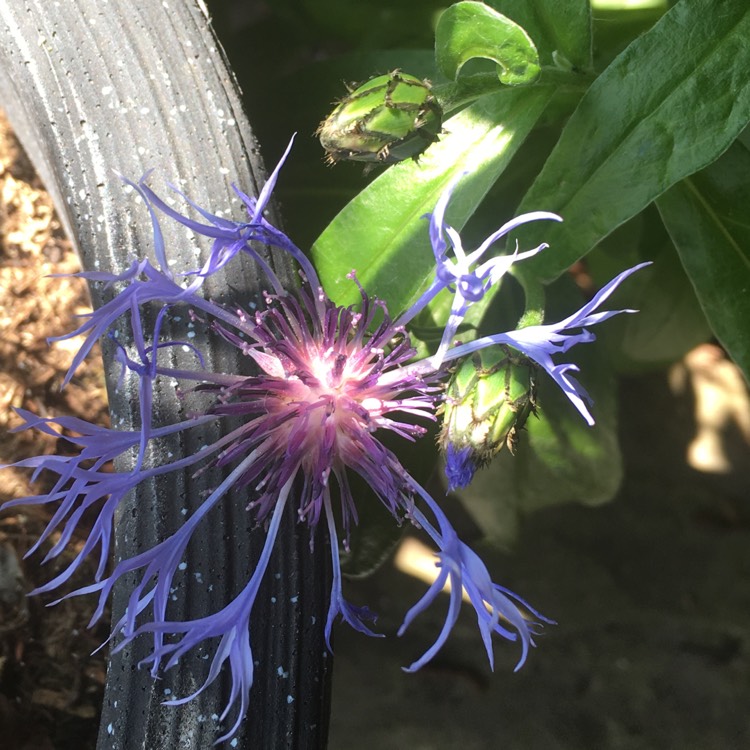 Plant image Centaurea montana 'Gold Bullion'