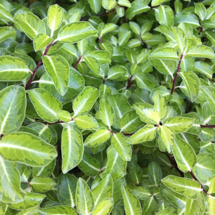 plant image 739674
