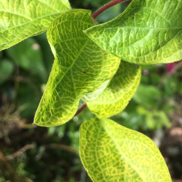 Plant image Lonicera japonica 'Aureoreticulata' syn. Lonicera japonica 'Variegata'