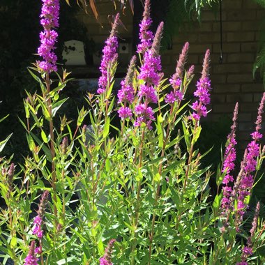Lythrum Virgatum 'Dropmore Purple'