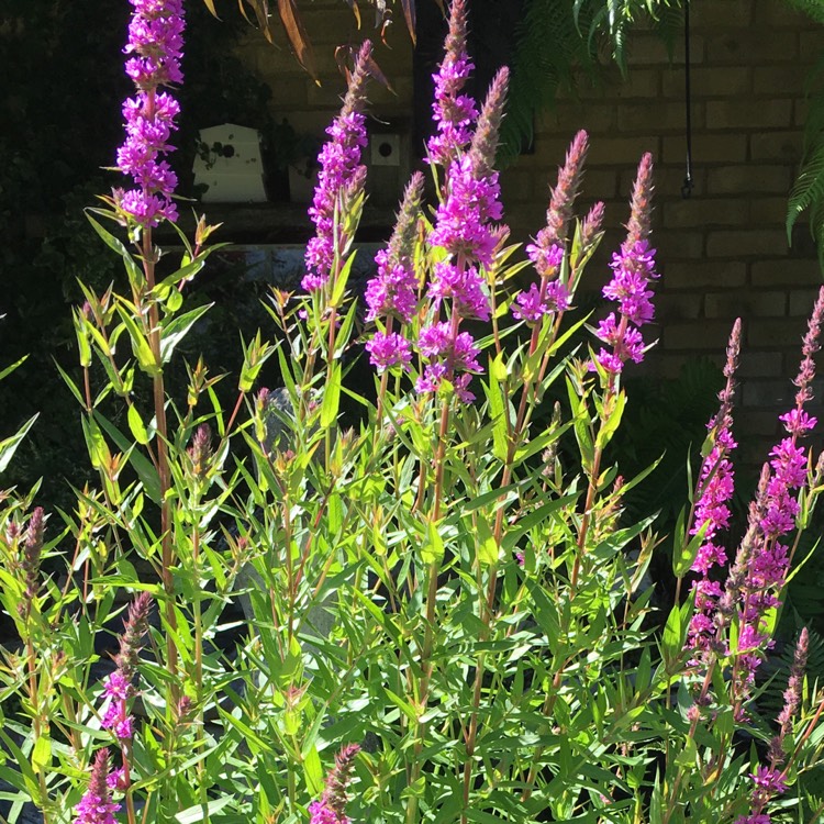 plant image 755771