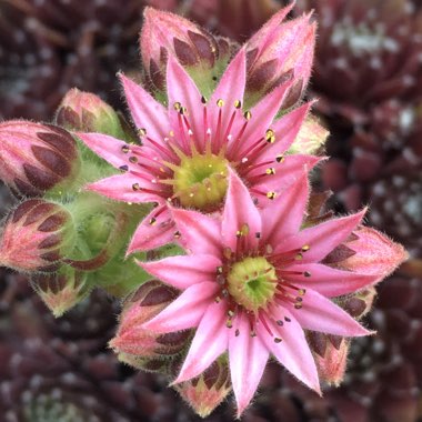 Sempervivum Pyrenaicum
