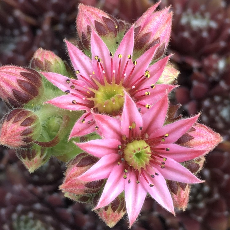 Plant image Sempervivum Pyrenaicum