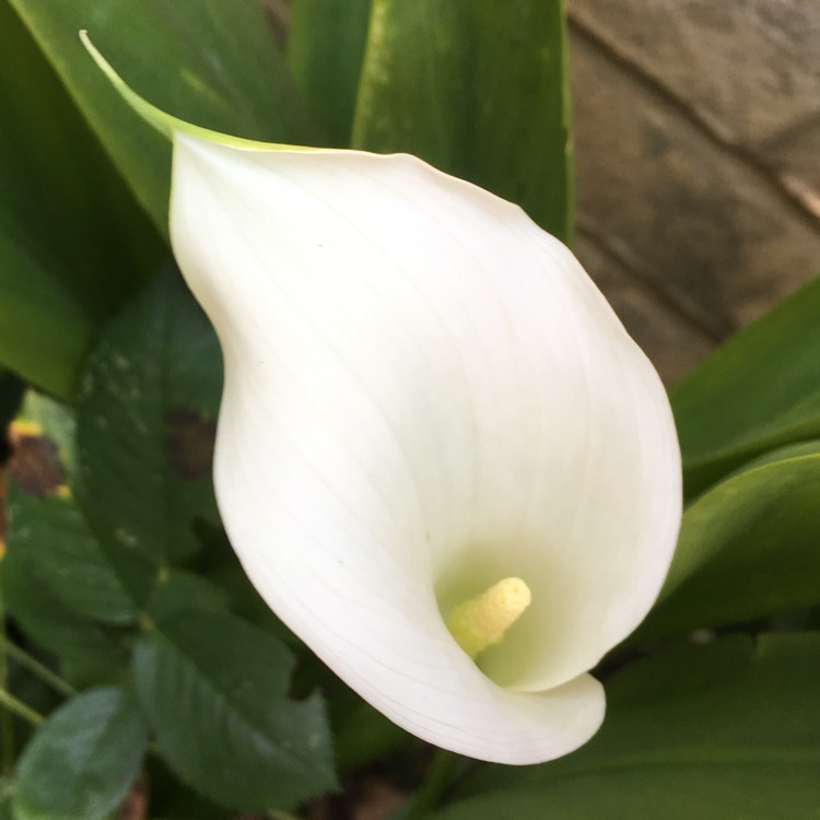 plant image 792590
