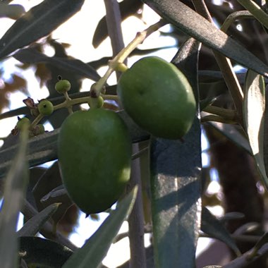 Olea europaea