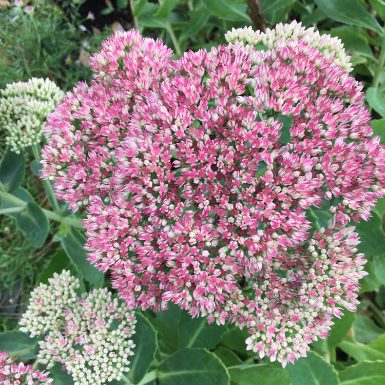 plant image 843529